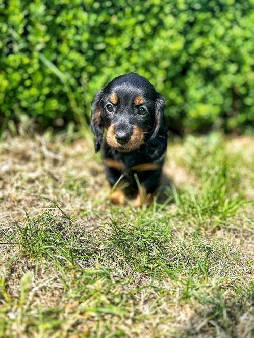 Belgische Teckelpupjes ,hier geboren te koop, Dieren en Toebehoren, Honden | Teckels en Dashonden, Meerdere dieren, Korthaar, Dwerg
