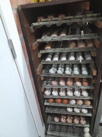 broedeieren van verschiilende rassen, Dieren en Toebehoren, Pluimvee