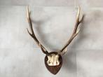 Groot hertengewei op plank - gewei edelhert 78 cm, Ophalen, Gebruikt, Hert, Gewei of Kop