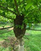 À vendre essaim (colonie d’abeilles), Zo goed als nieuw