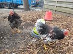 Wyandotte kriel haan Roodporselein Blauwgetekend, Dieren en Toebehoren, Pluimvee