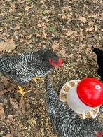 Hanen bijna 5 maand oud, Dieren en Toebehoren, Pluimvee, Mannelijk, Kip