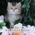 Brits langhaar Golden / British Longhair Golden, Meerdere dieren, Gechipt, 0 tot 2 jaar