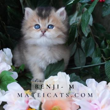 Brits langhaar Golden / British Longhair Golden beschikbaar voor biedingen