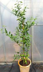 Mandarijnboom, Tuin en Terras, Planten | Fruitbomen, Ophalen, Minder dan 100 cm, Lente, Overige soorten