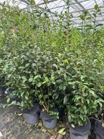GRAND CHOIX de plantes de haie PRIX DISCOUNT DE 15€ Troènes, Jardin & Terrasse, Enlèvement ou Envoi, Haie