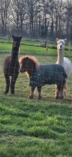 Alpaca s, Dieren en Toebehoren