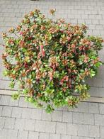 Azalea Forida, Tuin en Terras, Planten | Tuinplanten, Ophalen