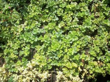 Waldsteinia ternata een geel bloeiende bodembedekker beschikbaar voor biedingen