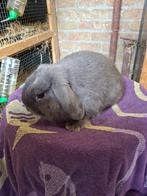 Koppel minilopjes, Dieren en Toebehoren, Konijnen, Meerdere dieren, Dwerg, Hangoor, 0 tot 2 jaar