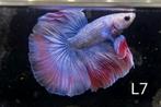 Betta mannen, Dieren en Toebehoren, Vissen | Aquariumvissen, Vis, Zoetwatervis