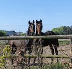 2 zeer chique jaarlingen Contagio en Dourkhan Hero!!, Dieren en Toebehoren, Paarden, Springpaard, 0 tot 2 jaar, Hengst, 170 tot 175 cm