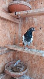 Mooie doffer hoogevlieger(Pakistan duif), Animaux & Accessoires, Oiseaux | Pigeons