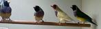 Gould Diamond - Goulds - Finch, Dieren en Toebehoren, Vogels | Overige Vogels, Mannelijk