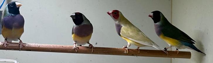 Gould Diamond - Goulds - Finch, Dieren en Toebehoren, Vogels | Overige Vogels, Mannelijk