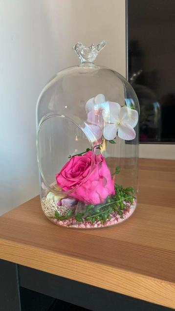 Rose éternelle sous cloche ouverte beschikbaar voor biedingen