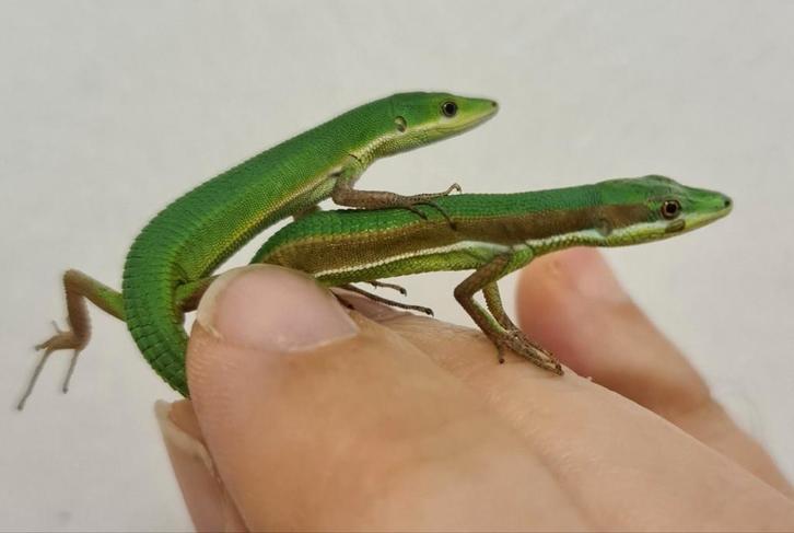 Diverse reptielen, Dieren en Toebehoren, Reptielen en Amfibieën