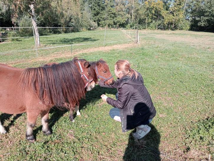 Shetland merrie 🩷 & hengstveulen 🩵, Dieren en Toebehoren, Paarden, Merrie, Gechipt, Ontwormd