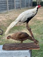 Taxidermie fazant zilverfazant koppel, Ophalen of Verzenden