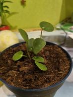 Boutures de plantes à crêpes enracinées, Plante verte, Enlèvement, Moins de 100 cm