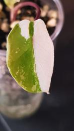 Alocasia Macrorrhiza Black Stem variegata, Enlèvement ou Envoi