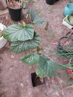 Stippenblad begonia, Jardin & Terrasse, Enlèvement