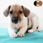 Leuke Jack Russell Terrier reutje te koop (Belgisch), Dieren en Toebehoren, Honden | Jack Russells en Terriërs, België, Jack Russell Terriër