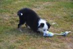 Prachtig Border collie reutje, Dieren en Toebehoren, Honden | Herdershonden en Veedrijvers, België, Reu, CDV (hondenziekte), 8 tot 15 weken