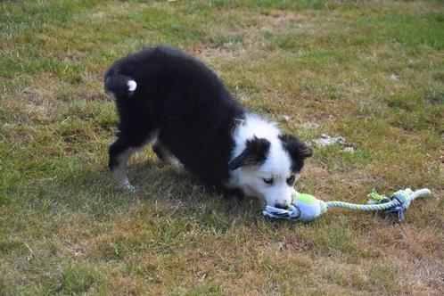 Prachtig Border collie reutje, Dieren en Toebehoren, Honden | Herdershonden en Veedrijvers, Reu, Collie, Fokker | Professioneel