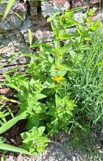 Plants de Lysimachia, Wortelstok, Gehele jaar, Ophalen, Volle zon