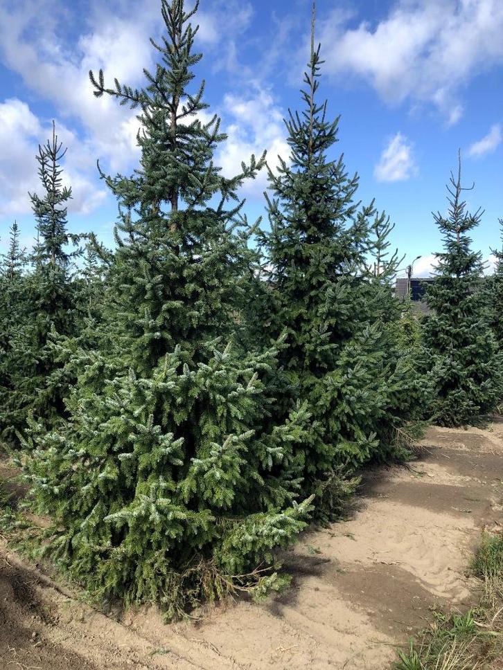 Mooie Kerstbomen te koop - Londerzeel, Tuin en Terras, Planten | Bomen, Overige soorten, Ophalen