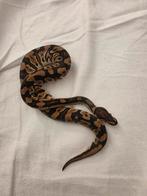 Harlequin  – triple het Desert Ghost / Clown / Pied (2025), Dieren en Toebehoren