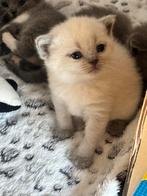 Britse korthaar kittens, Dieren en Toebehoren, Katten en Kittens | Raskatten | Korthaar