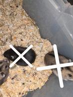 1 Lieve Hamsters Beschikbaar opzoek naar een goede thuis !, Dieren en Toebehoren, Knaagdieren, Hamster, Mannelijk, Januari, Tam