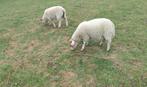 lammeren schaap, Meerdere dieren, Schaap, 0 tot 2 jaar