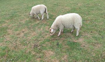 agneau et agnelle, mouton, Plusieurs animaux, Mouton, 0 à 2 ans