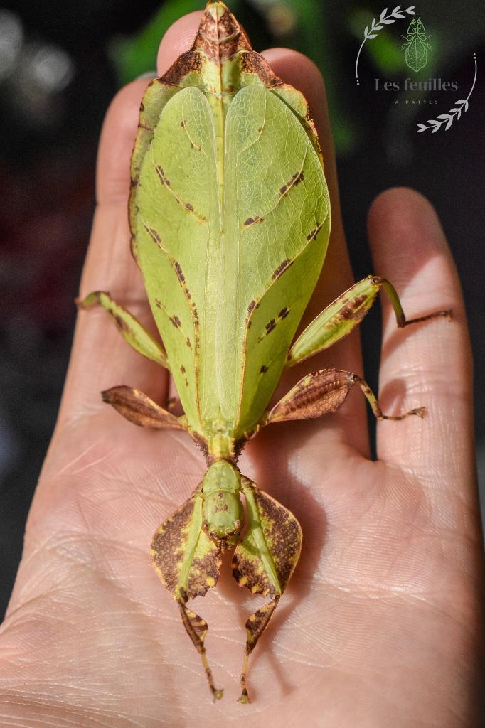 Phyllium Letiranti "Tataba" eggs (x30), Animaux & Accessoires, Insectes & Araignées, Phasme