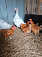 Legkippen, Dieren en Toebehoren