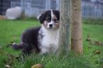 Australische herder pups, 15 weken tot 1 jaar, Buitenland, Parvo, Meerdere