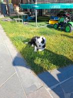 Border collie, Dieren en Toebehoren, België, Fokker | Hobbymatig, Reu, 8 tot 15 weken