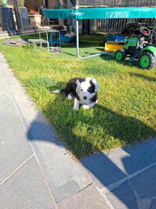 Border collie, Dieren en Toebehoren, Honden | Herdershonden en Veedrijvers, Reu, Collie, Fokker | Hobbymatig, Eén hond, België