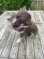 chihuahua pups t.cup & mini raszuiver zeer mooie ! kleintjes, België, Fokker | Hobbymatig, 8 tot 15 weken, CDV (hondenziekte)