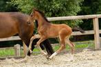 Prachtig veulen van  Dynamic Dream, Dieren en Toebehoren, Paarden, Minder dan 160 cm, Gechipt, Niet van toepassing, Dressuurpaard