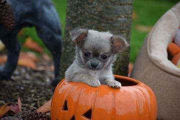 Chiots Chihuahua : bon choix de 12 magnifiques chiots