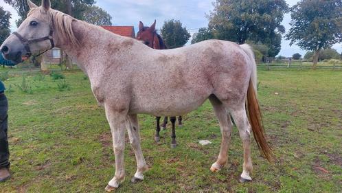 19 jarige fokmerrie, 1m60, wandelpaard, gezelschapspaard, Dieren en Toebehoren, Paarden, Merrie