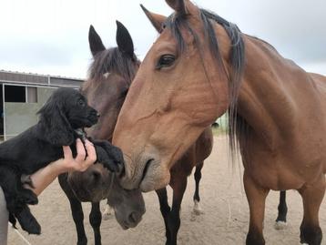 Engelse cocker pups reutjes leven en groeien op on huis.  beschikbaar voor biedingen