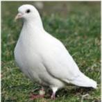 recherche pigeons voyageur blanc,, Animaux & Accessoires, Pigeon voyageur, Plusieurs animaux