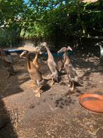 Jonge loopeenden, Meerdere dieren, Eend