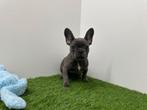 Franse Bulldog pups, Dieren en Toebehoren, België, 8 tot 15 weken, CDV (hondenziekte), Bulldog