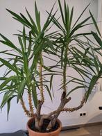 Yucca Elephantipes Kamerplant, Maison & Meubles, Plantes d'intérieur, En pot, Plante verte, Yucca, 150 à 200 cm